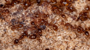 A close-up of a colony of red fire ants moving through sand.