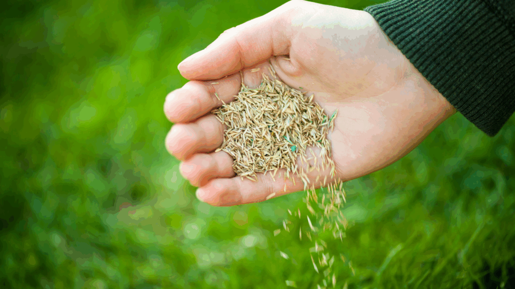 Close-up of grass seed being planted